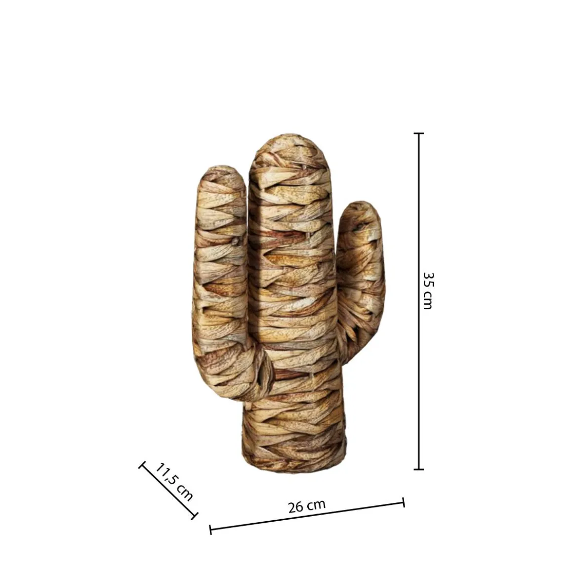 Cactus "Haci"