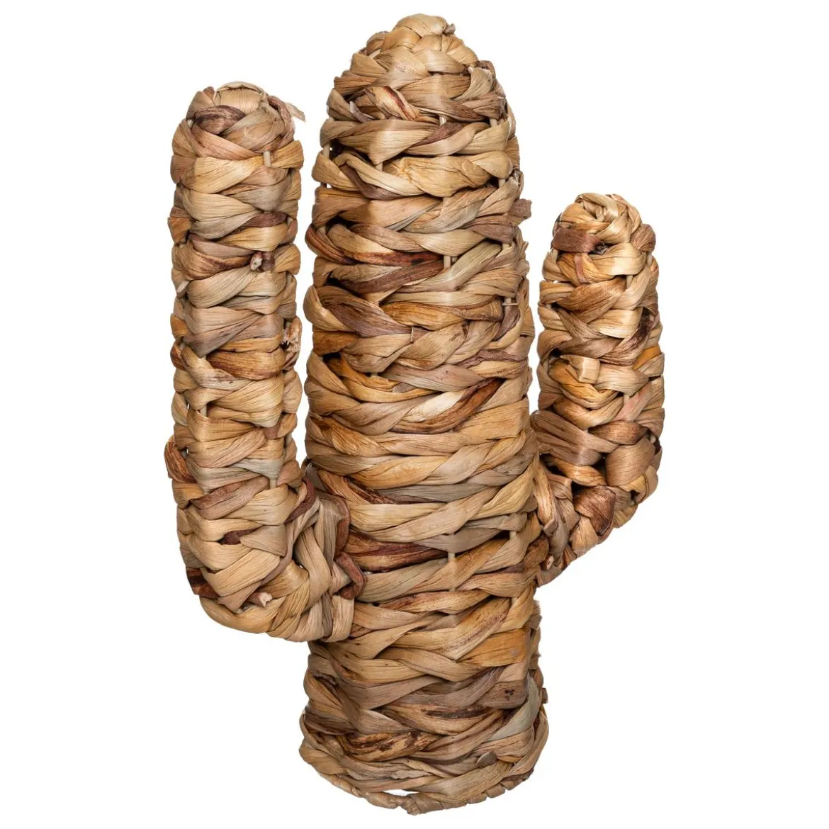 Cactus "Haci"