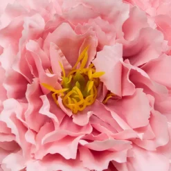 Composition florale