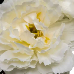 Composition florale
